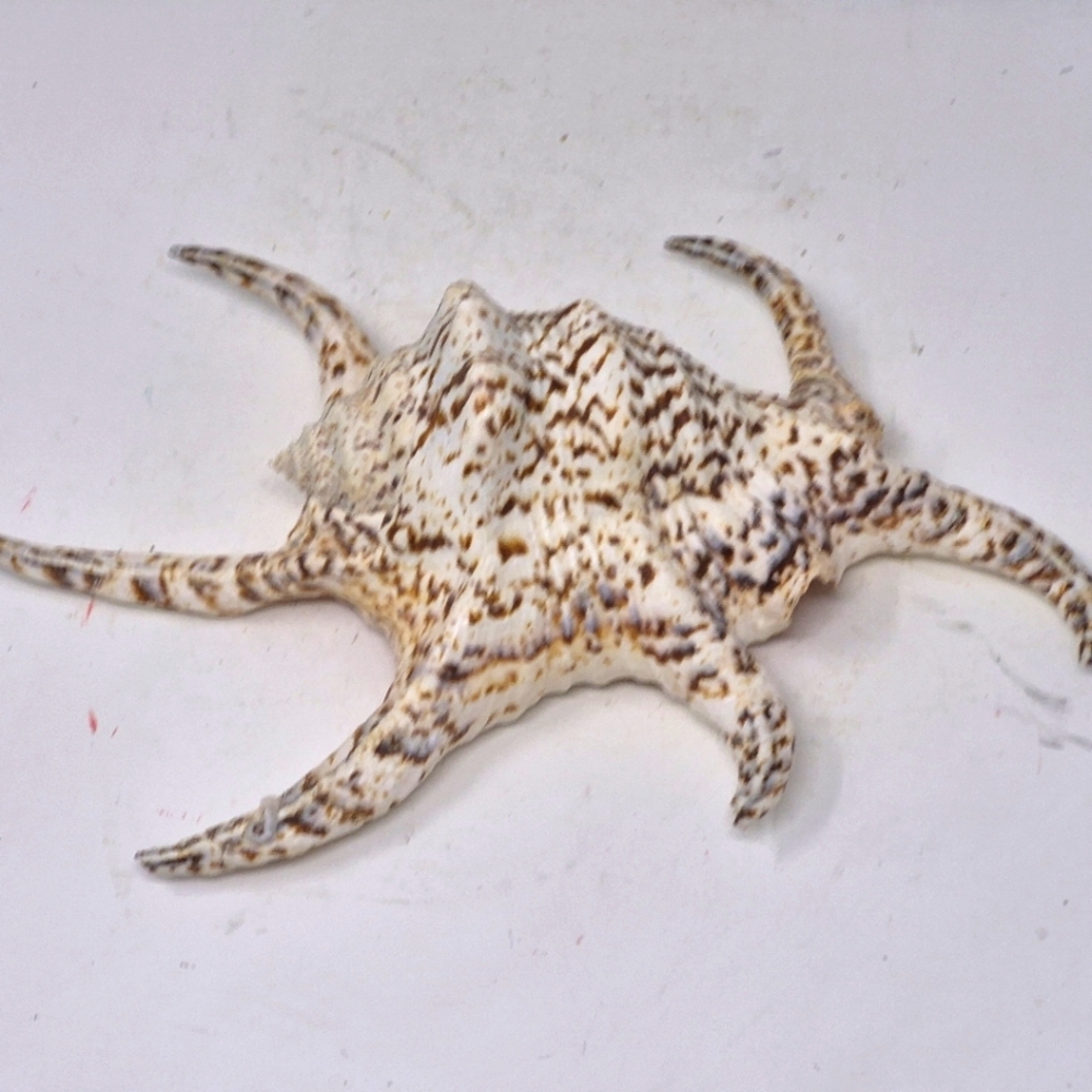 Spider Conch Sea Shell - Picture 2 of 6